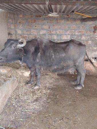 थंबनेल 3