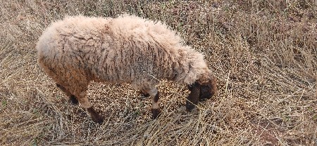 બેય ધેટીયુ છે