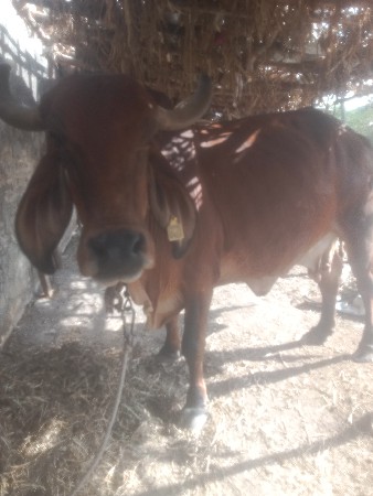 થંબનેલ 3