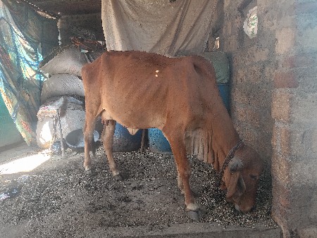 ગાય વેચવાની છે
