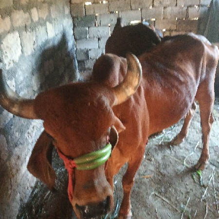 આ ગાય  વેશવા  છે