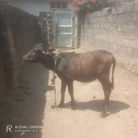 આ પાડી વેચવાની છે