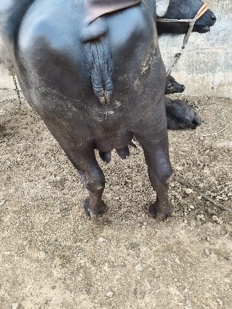 થંબનેલ 3