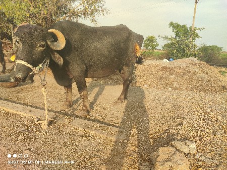 થંબનેલ 3