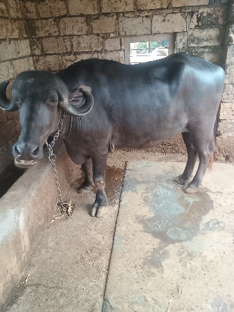 થંબનેલ 3