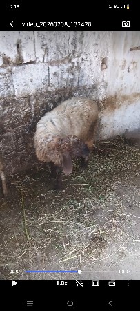 Geto vechvano che  15 mahinano