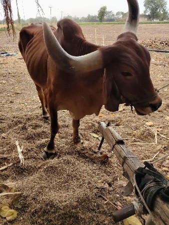 વિચવા નો છે