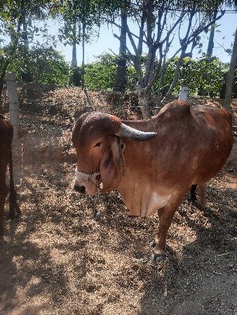 થંબનેલ 2