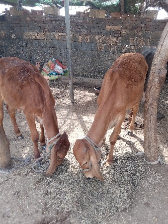 બેવાસડીયુ દેવાની છે