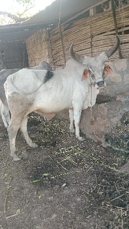 ત્રણ બળદ વેચવા ના છે.