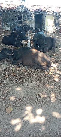 થંબનેલ 3