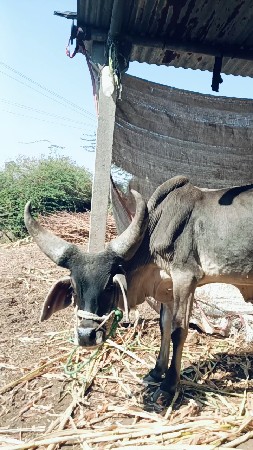 थंबनेल 3