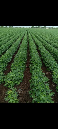 20 અને 22 નંબર  મગફળી