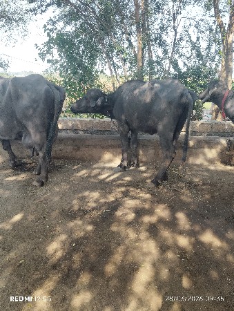 થંબનેલ 2