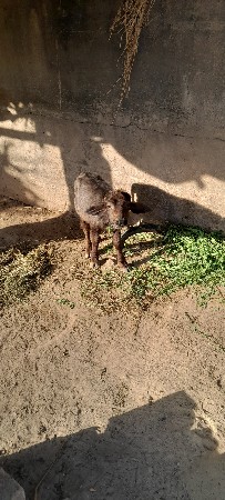 थंबनेल 2