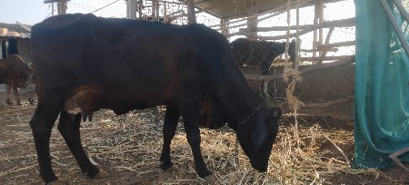 થંબનેલ 2