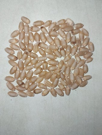 ઘંઉ વેચવાના છે.