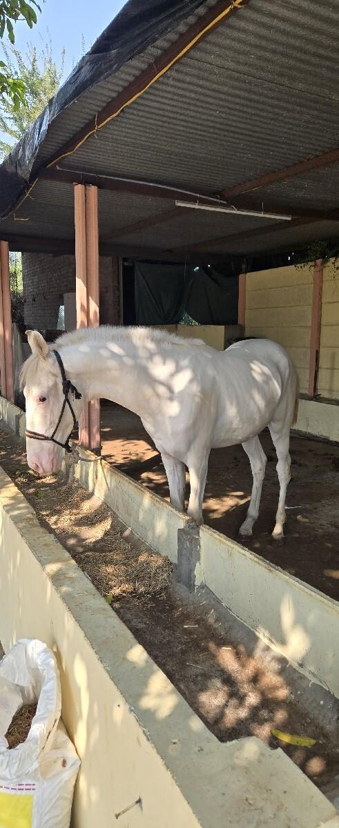 નોકરો વછેરો 16 મહિનાનો