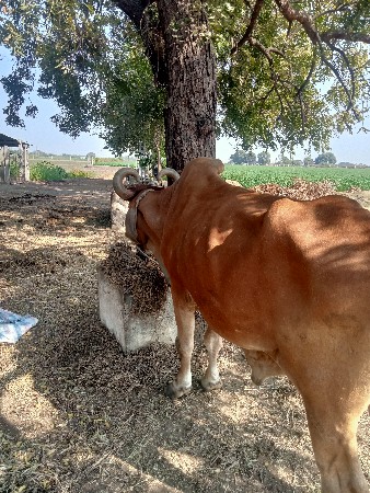 વેચવાના છે