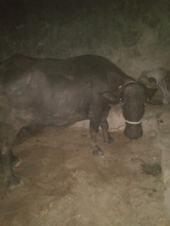 થંબનેલ 3