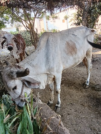 थंबनेल 2