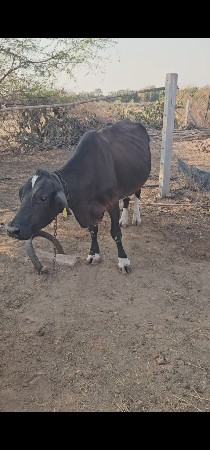 4 જર્સી ગાય વેચવાની છે