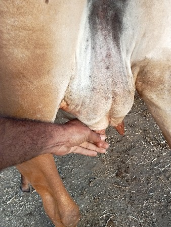 2 વેતર ઉપર સે