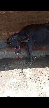 थंबनेल 3