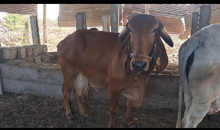 થંબનેલ 3