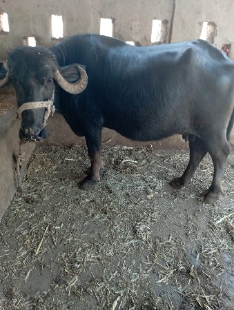 थंबनेल 3