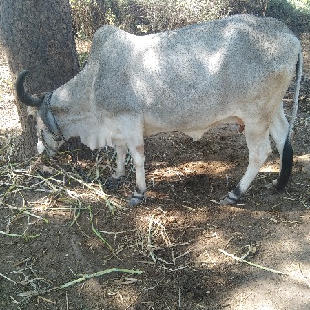 ગાય વેચવાની છે
