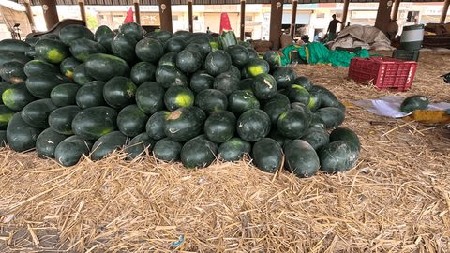 તરબુચ/ગીર ના ઑરગૉનીક તરબુચ મળસૅ