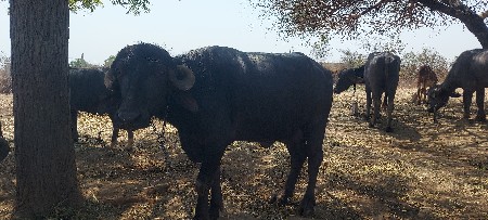 વેચવાની છે