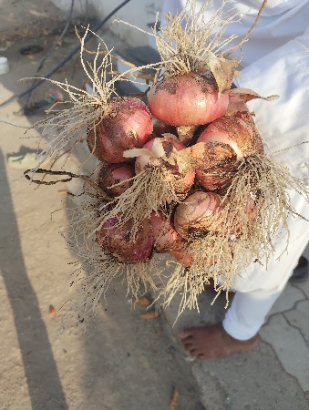 પીળી પતિ ડુગરી