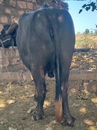 વિજય ભાઈ બારિયા 7862892795