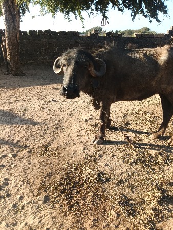 ખડલી વેસવાની છે ખાલી છે