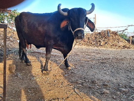 ગાય વેચવાની છે