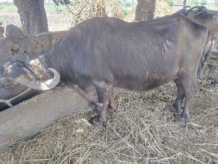 થંબનેલ 2