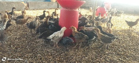 દેશી સોનાલી બચા આપવાના સે