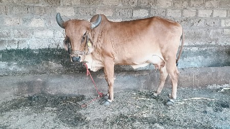 ગાય વેચવાની છે