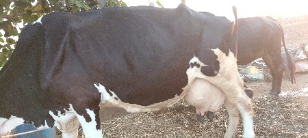 ગાઈ વેસવાની છે