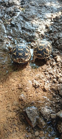 સૂર્ય કાચબા સાટે કૂતરો જોયે શે