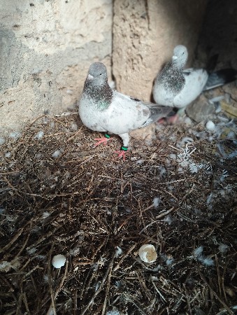 થંબનેલ 3