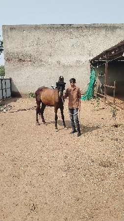 थंबनेल 2