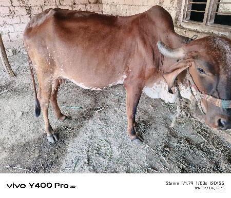 ગાય વેચવાની છે