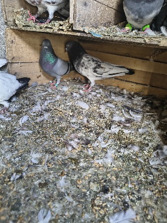 थंबनेल 2