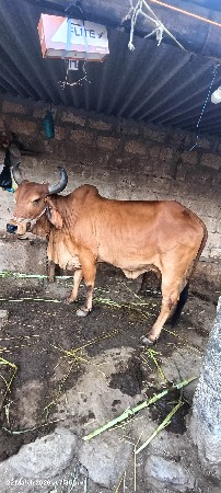 થંબનેલ 3