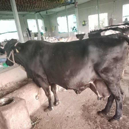 ક્રોસ ગાઈ વેચવાની છે