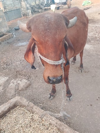 થંબનેલ 3