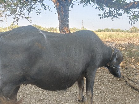 ભેંસ વેચવાની છે